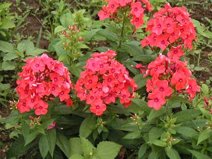 宿根福禄考-台安县超越花木培植园