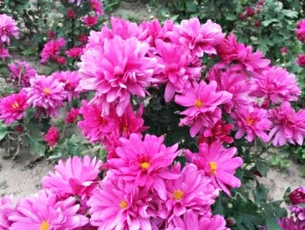 月月菊-台安县超越花卉培植园 