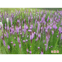 蛇鞭菊-台安县超越花木培植园 