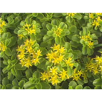 德国景天-台安县超越花木培植园