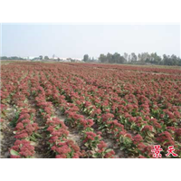 八宝景天苗-台安县超越花木培植园