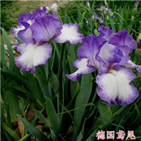 德国鸢尾价格-台安县超越花木