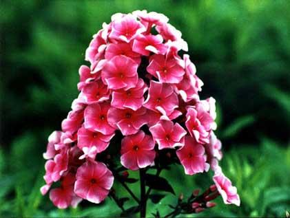 宿根福禄考基地-台安县超越花木培植园