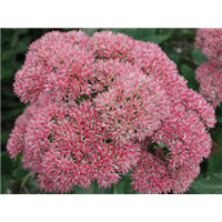八宝景天（粉色）-台安县超越花木培植园