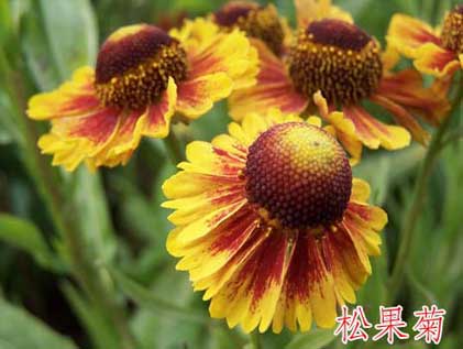 松果菊-台安县超越花木培植园