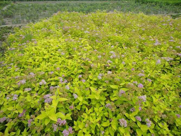 金山绣线菊基地-台安县超越花卉培植园 