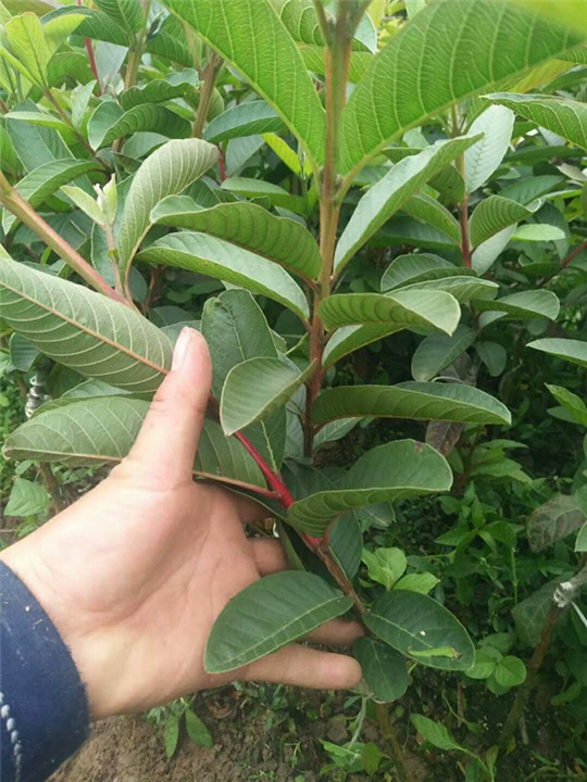 珍珠番石榴苗：广西珍珠番石榴