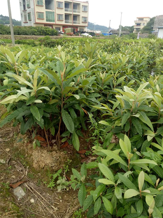 广西枇杷苗：广西果苗供应商