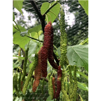 长果桑苗供应商：广西长果桑苗