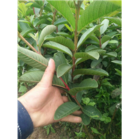珍珠番石榴苗：广西珍珠番石榴