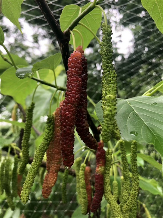 长果桑苗供应商：广西长果桑苗种植户