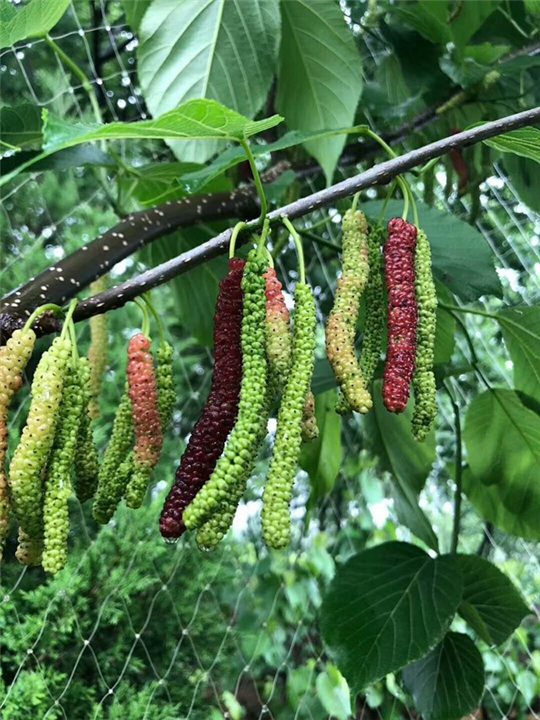 广西长果桑苗：南宁长果桑苗