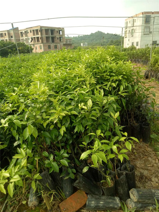 南宁无核沃柑苗：广西无核沃柑苗