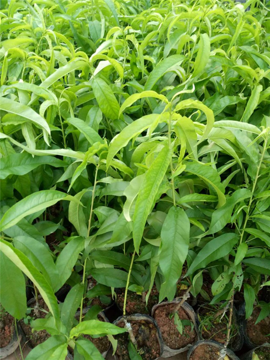 广西水蜜桃苗：南宁水蜜桃苗