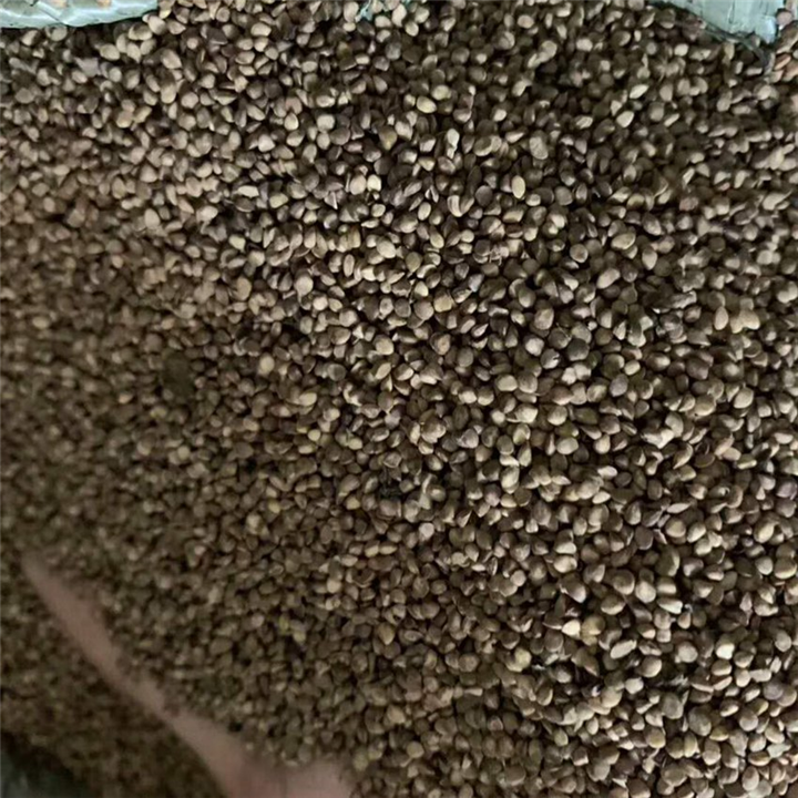 哪里有桑种？广西桑种：供应商