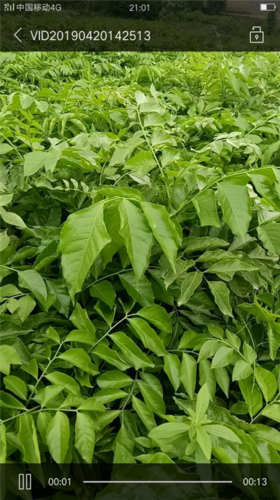 广西鸡心黄皮苗：横县鸡心黄皮苗