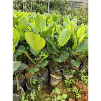 广西菠萝蜜苗：广西新品种果苗场