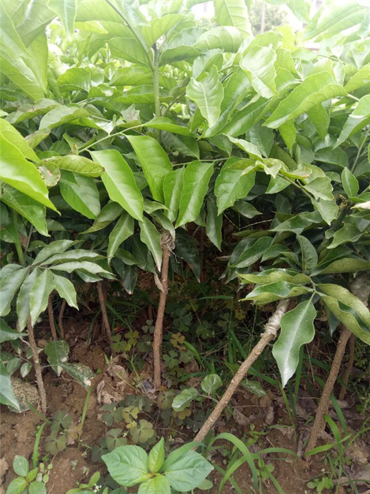 无核黄皮苗供应商：广西无核黄皮果苗