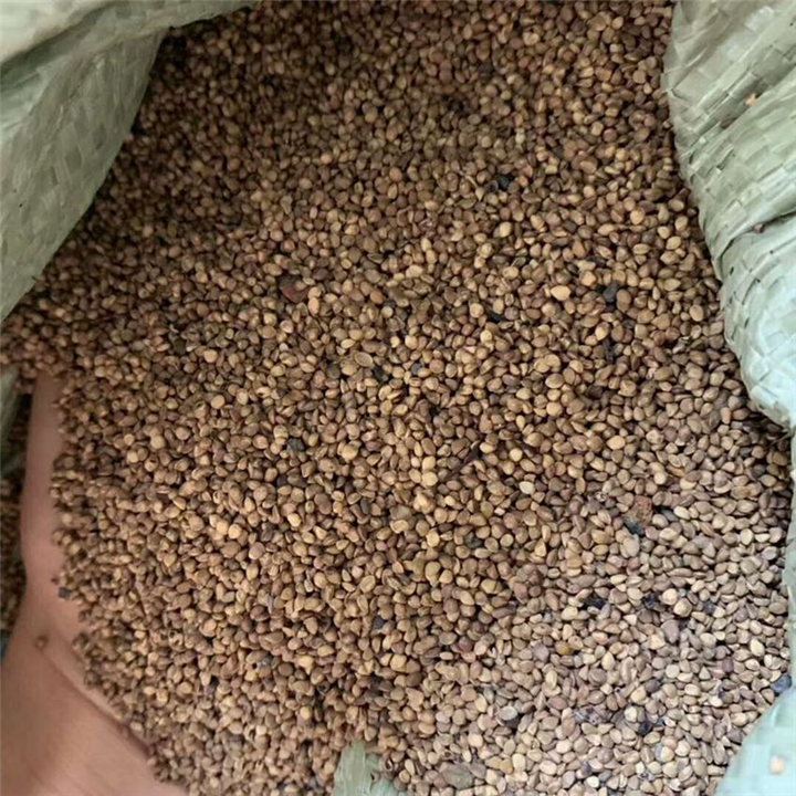 长果桑种：广西桑种：南宁桑种