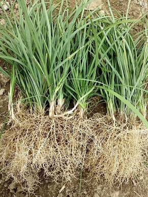 山东曹县麦冬草种植基地 