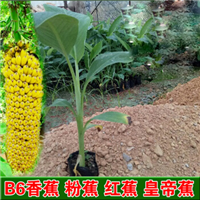 广西香水柠檬苗批发