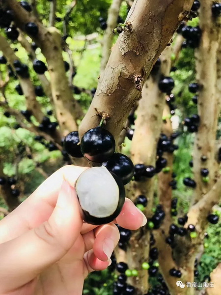 广西香水柠檬苗