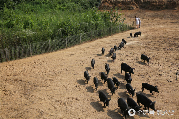藏香猪养殖基地 