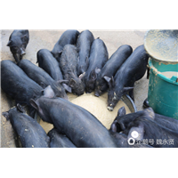 藏香猪多少钱一斤 