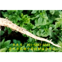 白芷 