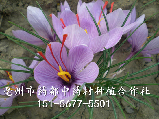 藏红花-3 