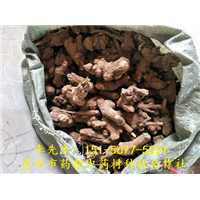 干白术 