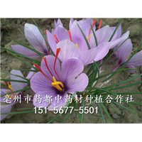 藏红花-3