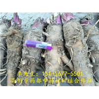 干白芷 