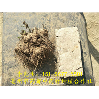白术 