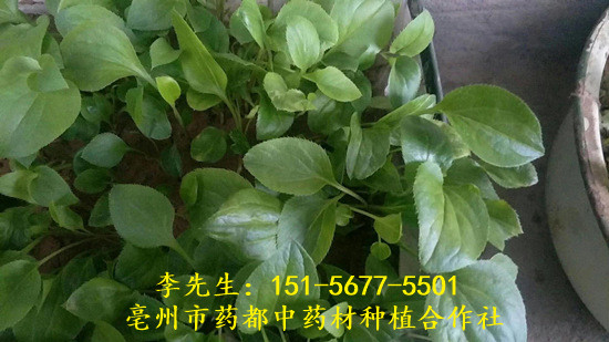 白术种苗 