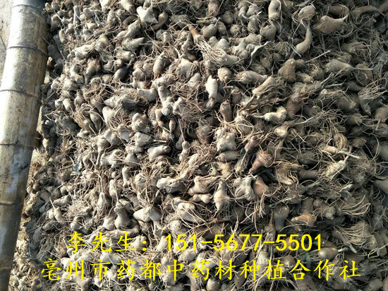 白术芽 
