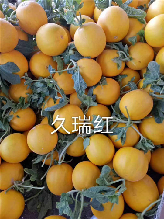 蜜甜无子金桔 