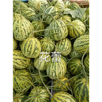 麒麟瓜无子瓜 