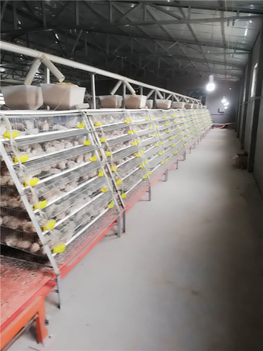 新鲜鹌鹑蛋销售 