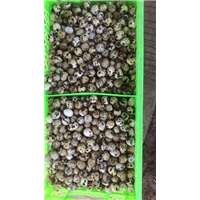 定州鹌鹑加工厂家