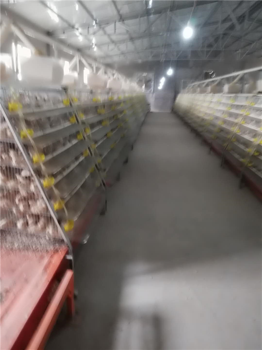 鹌鹑零售 