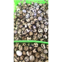 小鹌鹑批发 