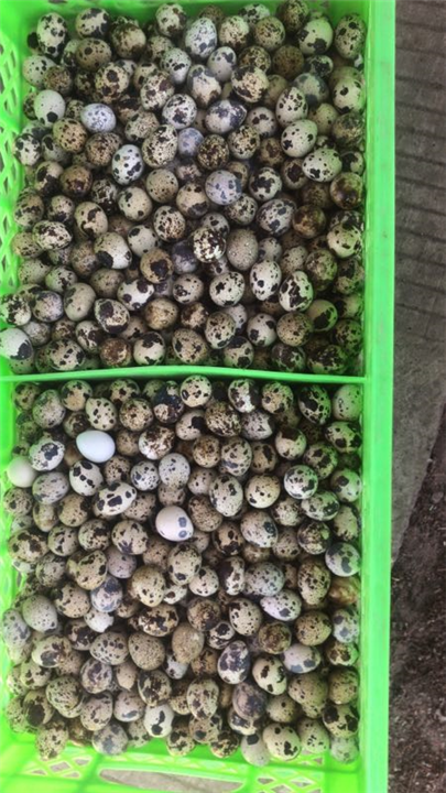 定州鹌鹑加工厂家 