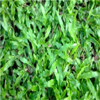 广东大叶油草、梅州大叶油草、惠州大叶油草