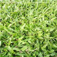 广东大叶油草、梅州大叶油草、惠州大叶油草