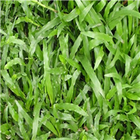 广东大叶油草、梅州大叶油草、惠州大叶油草