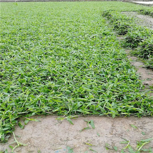 广东大叶油草、梅州大叶油草、惠州大叶油草