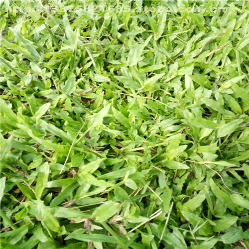 广东大叶油草、梅州大叶油草、惠州大叶油草