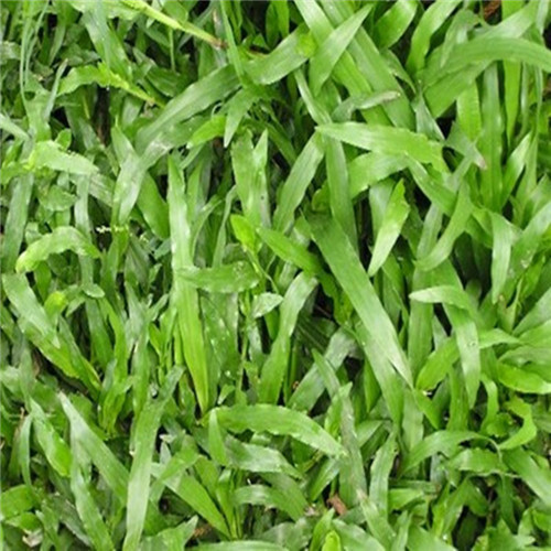 广东大叶油草、梅州大叶油草、惠州大叶油草