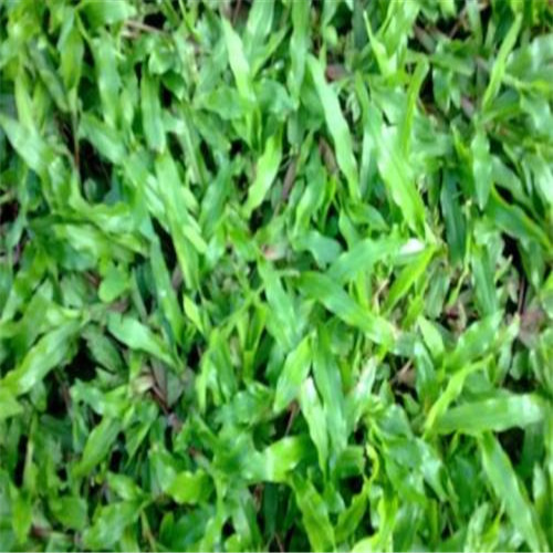 广东大叶油草、梅州大叶油草、惠州大叶油草